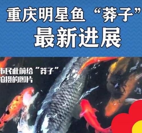 最新偷鱼爆料新闻报道图片,现场图片曝光，警方介入调查！”